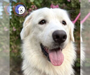 Medium Photo #4 Great Pyrenees Puppy For Sale in Spring, TX, USA