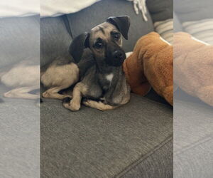 Chihuahua-Unknown Mix Dogs for adoption in Virginia Beach, VA, USA