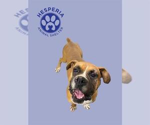 Boxer Dogs for adoption in HESPERIA, CA, USA