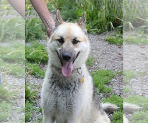 German Shepherd Dog Dogs for adoption in Priest River, ID, USA
