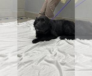 Golden Retriever-Unknown Mix Dogs for adoption in Las Vegas, NV, USA