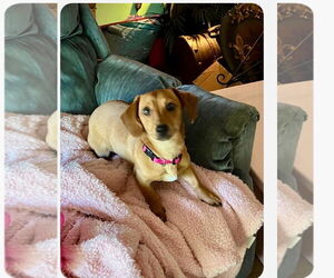 Dachshund-Unknown Mix Dogs for adoption in Oakhurst, NJ, USA