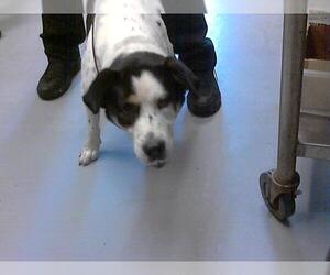 Bluetick Coonhound-Labrador Retriever Mix Dogs for adoption in Fayetteville, NC, USA