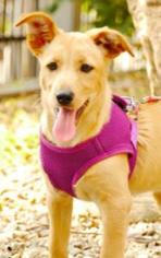 Siberian Husky Dogs for adoption in Raleigh, NC, USA