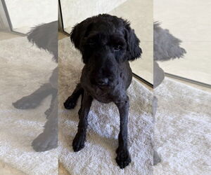 Poodle (Miniature) Dogs for adoption in Boca Raton, FL, USA