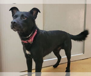 Border Collie-Unknown Mix Dogs for adoption in Martinez, CA, USA