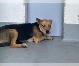 German Shepherd Dog-Unknown Mix Dogs for adoption in Visalia, CA, USA