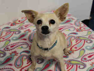 Medium Photo #1 Chihuahua Puppy For Sale in Hampton Bays, NY, USA