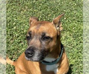 Holland Shepherd-Unknown Mix Dogs for adoption in Tulsa, OK, USA