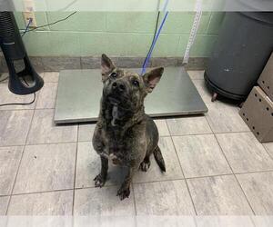 Holland Shepherd-Unknown Mix Dogs for adoption in Grand Prairie, TX, USA