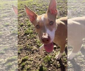 Mutt Dogs for adoption in Plano, TX, USA
