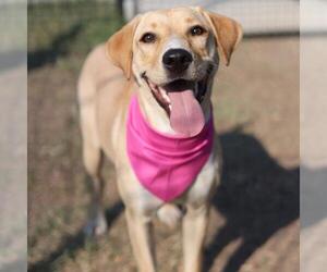 Labrador Retriever-Unknown Mix Dogs for adoption in San Antonio, TX, USA