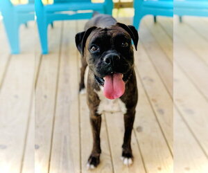 Boxer Dogs for adoption in Dumont, NJ, USA