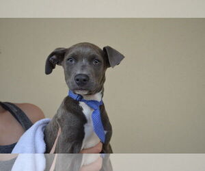 Staffordshire Bull Terrier-Unknown Mix Dogs for adoption in McKinney, TX, USA