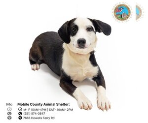 Labrador Retriever-Unknown Mix Dogs for adoption in Mobile, AL, USA