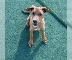 Mutt Dogs for adoption in Redlands, CA, USA