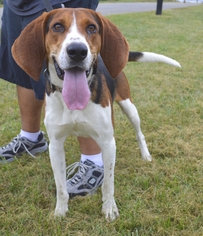 Treeing Walker Coonhound-Unknown Mix Dogs for adoption in Dublin, VA, USA