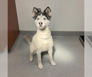 Siberian Husky Dogs for adoption in Rancho Cucamonga, CA, USA