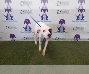 American Pit Bull Terrier Dogs for adoption in Orlando, FL, USA