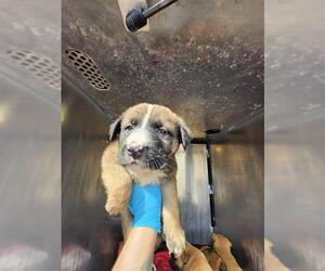 American Staffordshire Terrier-Unknown Mix Dogs for adoption in San Antonio, TX, USA