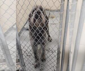 Mutt Dogs for adoption in Anchorage, AK, USA