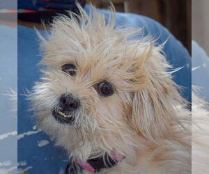 Mutt Dogs for adoption in Huntley, IL, USA