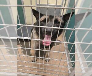 German Shepherd Dog Dogs for adoption in Texas City, TX, USA