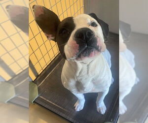 American Pit Bull Terrier-Unknown Mix Dogs for adoption in Augusta, GA, USA