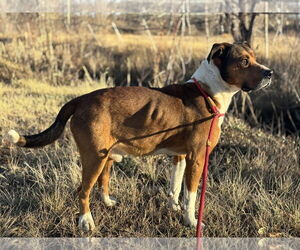 Mutt Dogs for adoption in Las Vegas, NM, USA