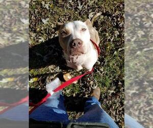American Pit Bull Terrier Dogs for adoption in McDonough, GA, USA
