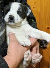 Medium Photo #1 Mutt Puppy For Sale in Pena Blanca, NM, USA