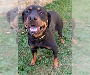 Rottweiler Dogs for adoption in Akron, OH, USA