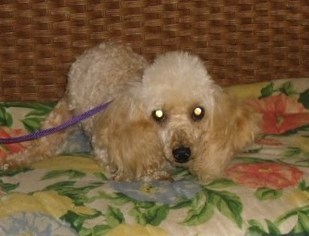 Medium Photo #1 Poodle (Toy) Puppy For Sale in Tulsa, OK, USA