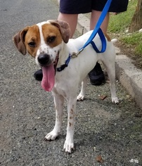 Jack Russell Terrier-Unknown Mix Dogs for adoption in Perth Amboy, NJ, USA