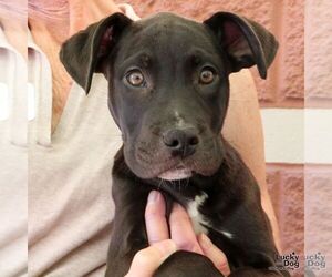 Labrador Retriever-Unknown Mix Dogs for adoption in Washington, DC, USA