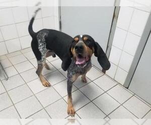 Bluetick Coonhound Dogs for adoption in Canfield, OH, USA