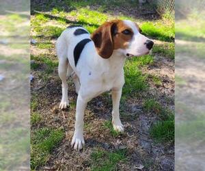 Beagle-Unknown Mix Dogs for adoption in Fort Walton Beach, FL, USA