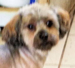 Medium Photo #1 Mutt Puppy For Sale in Rock Hill, SC, USA