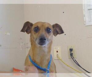 Chihuahua-Unknown Mix Dogs for adoption in Sacramento, CA, USA