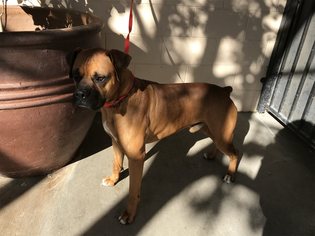 Medium Photo #1 Boxer Puppy For Sale in pomona, CA, USA