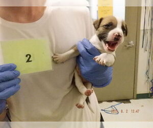 American Pit Bull Terrier-Unknown Mix Dogs for adoption in Oroville, CA, USA