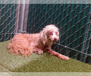 Maltese-Unknown Mix Dogs for adoption in Downey, CA, USA