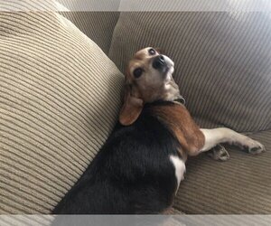 Beagle Dogs for adoption in COLUMBIA, MD, USA