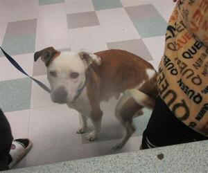 American Pit Bull Terrier-Unknown Mix Dogs for adoption in Oklahoma City, OK, USA