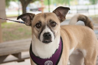 Chug Dogs for adoption in Rowayton, CT, USA