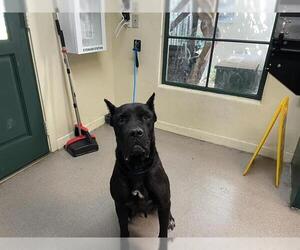 Mutt Dogs for adoption in Pasadena, CA, USA