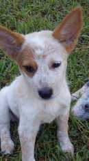 Medium Photo #1 Mutt Puppy For Sale in Azle, TX, USA
