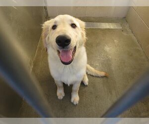 Golden Retriever Dogs for adoption in Orange, CA, USA