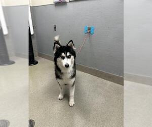 Siberian Husky-Unknown Mix Dogs for adoption in Las Vegas, NV, USA