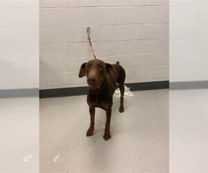 Doberman Pinscher Dogs for adoption in Corona, CA, USA